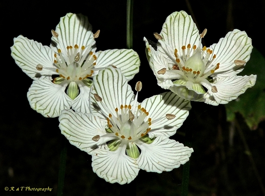 {Parnassia asarifolia}